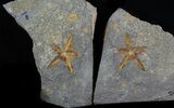 Ordovician Starfish (Petraster?) Fossil - Positive & Negative #56363-1